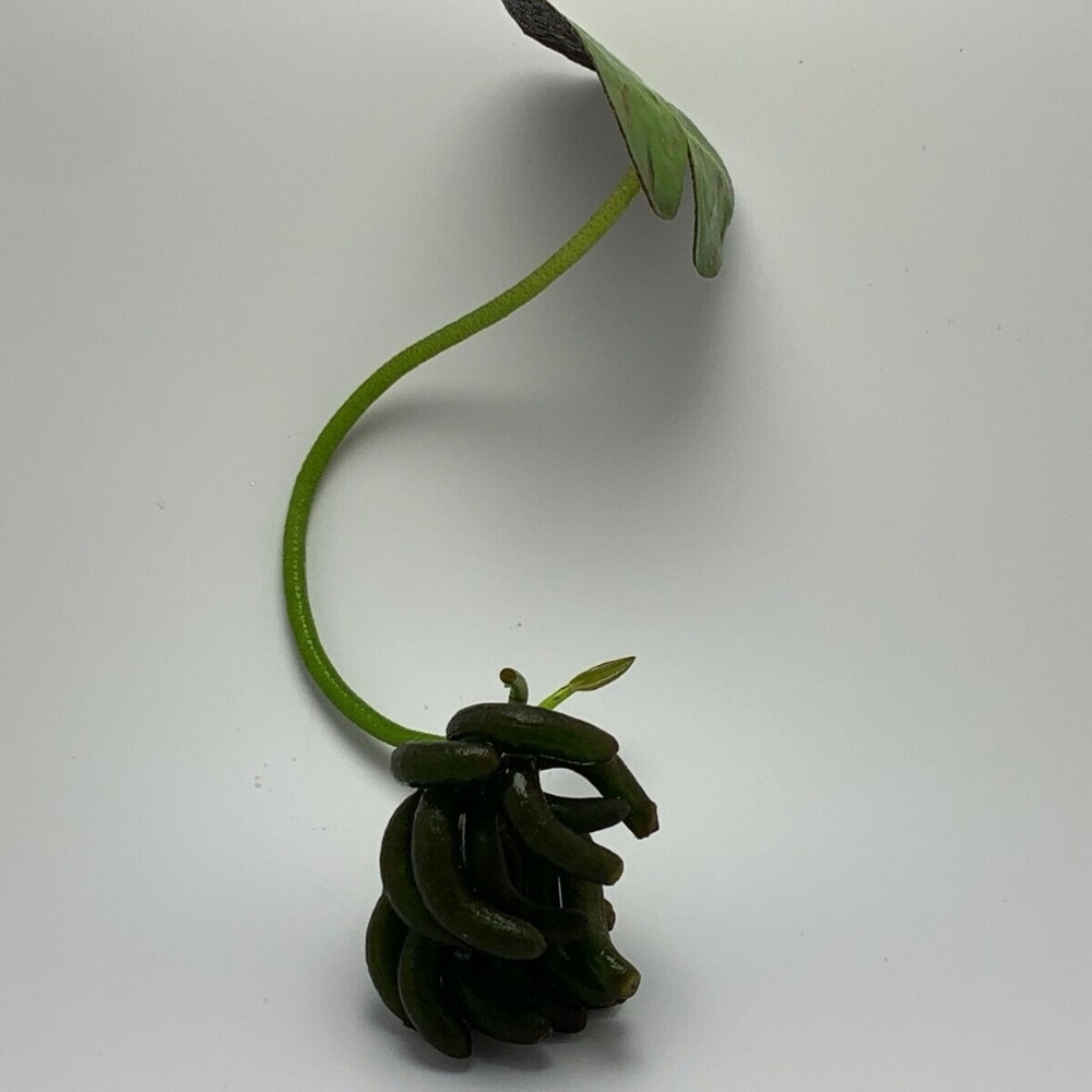 Lot of 4 Banana Plant Nymphoides Aquatica Plant - Picture 3 of 5